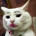 Pic of Cat with Makeup Meme