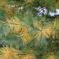 Pine Tree Needle Drop