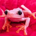 Pink Tree Frog