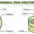 Plant Stem Structure Diagram