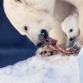Polar Bear Look for Food