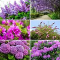 Purple Flowering Bush Starts with V