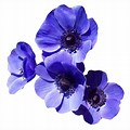Purple and Blue Flowers with No Background