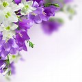 Purple and Blue Flowers with White Background
