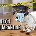 Quarantine Safety Funny