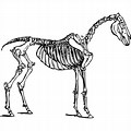 Race Horse Skeleton Clip Art