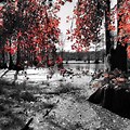 Red Black and White Photography with Color