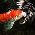 Red Koi Fish Wallpaper