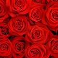 Red Rose Wallpaper with Purple Background