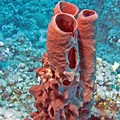 Red Sea Sponge