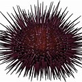 Red Sea Urchin No Background