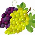 Red and Green Grapes Clip Art