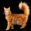 Red and White Maine Coon Cat