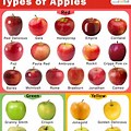 Red and Yellow Apple Varieties
