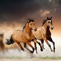 Running Horse Wallpaper High Resolution