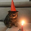 Sad Cat Birthday Candle Meme