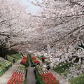 Sakura Cherry Blossom Yokohama Japan