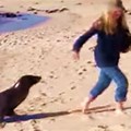 Sea Lions Chasing People On Beach