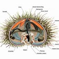 Sea Urchin Internal Anatomy