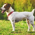 Small Dog Breeds with Short Hair