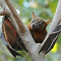 Small Fruit Bat