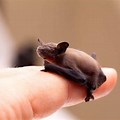 Smallest Bat Ever Found