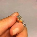 Smallest Bird Species