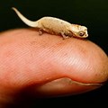 Smallest Cutest Animals in the World