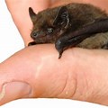 Smallest Kind Bat