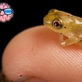 Smallest Land Animal in the World