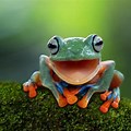 Smiling Black Tree Frog