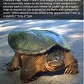 Snapping Turtle Funny Meme