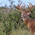 South Texas Whitetail Buck