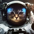 Space Cat Wallpaper 4K UHD