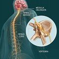 Spinal Cord Nervous System