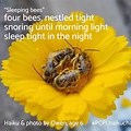 Spring Bee Haiku Poem