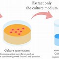 Stem Cell Culture Supernatant