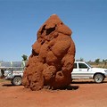 The Biggest Ant Hill in the World