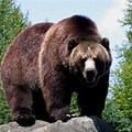 The Biggest Bear in the World Called Moto