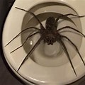 The Biggest Spider On Planet Earth