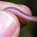 The Smallest Snake Species