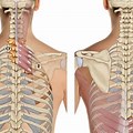 Thoracic Spine and Rib Cage