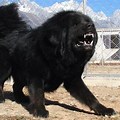 Tibetan Mastiff Guard Dog