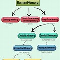 Types of Memory Anatomy and Physiology