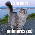 Unimpressed Cat Icon Meme