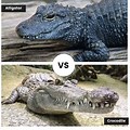 What Is the Difference Between an Alligator and a Crocodile