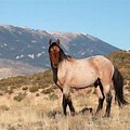 What Is the State Horse of Wyoming