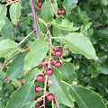 Wild Black Cherry Tree Seedlings