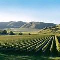 Wineries Gisborne New Zealand