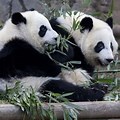 Zoo Atlanta Giant Panda